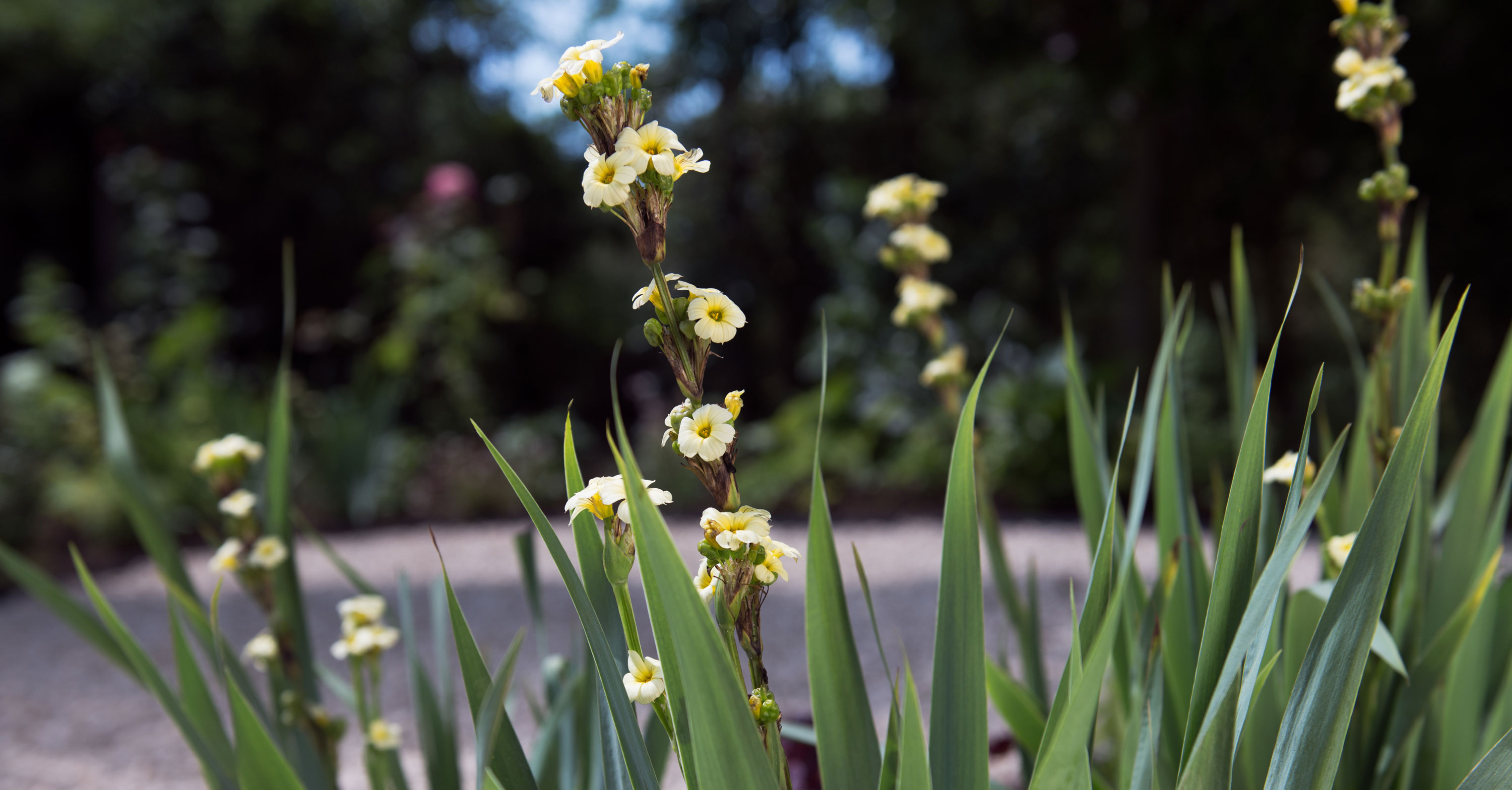 andrea-vytlacil-garden-design-blog