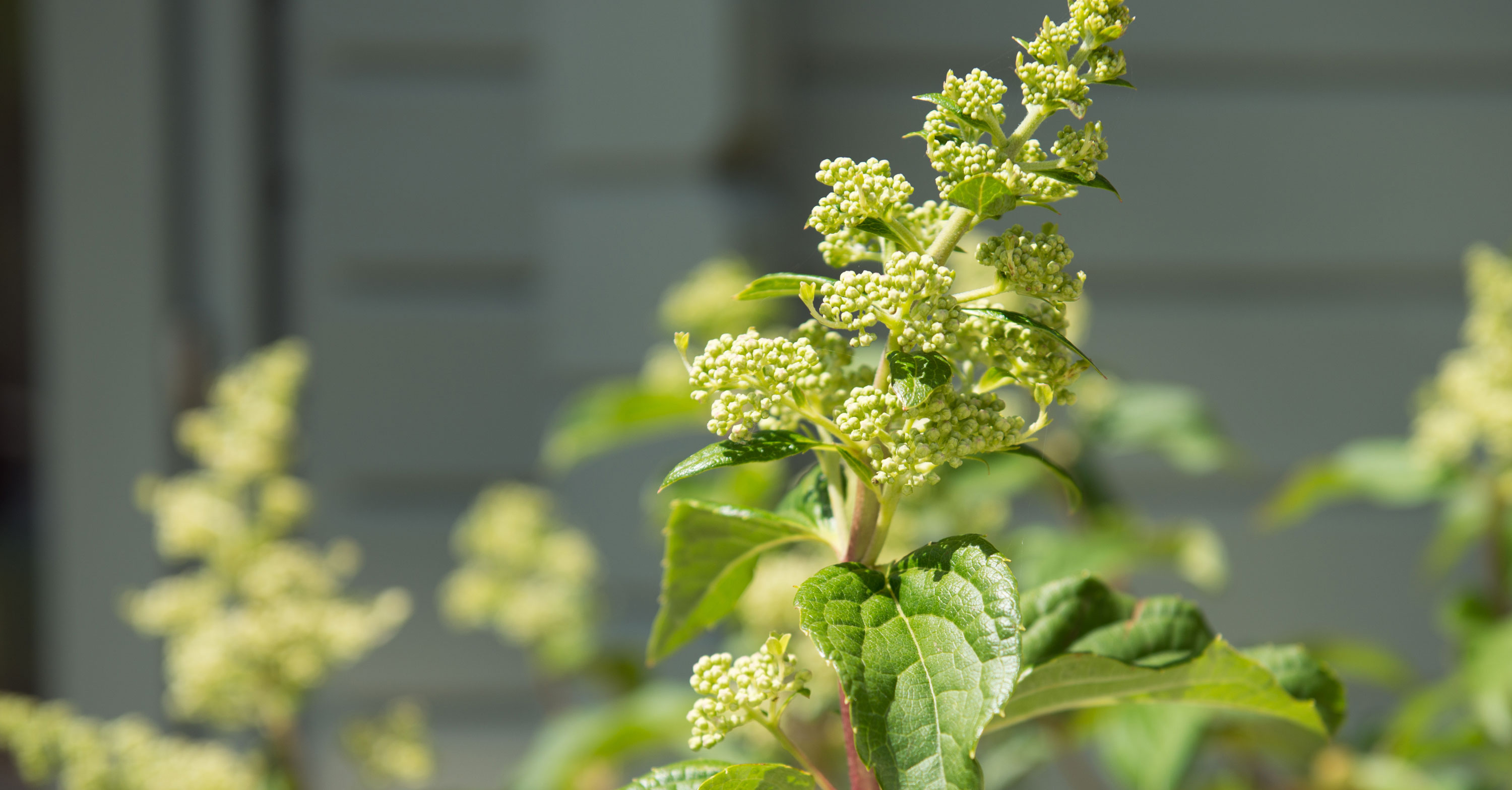 andrea-vytlacil-garden-design-hydranga