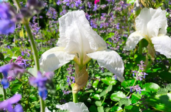Cottage Garden - The Cotswolds
