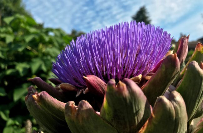andrea-vytlacil-planting-design-dartmoor-devon-artichoke