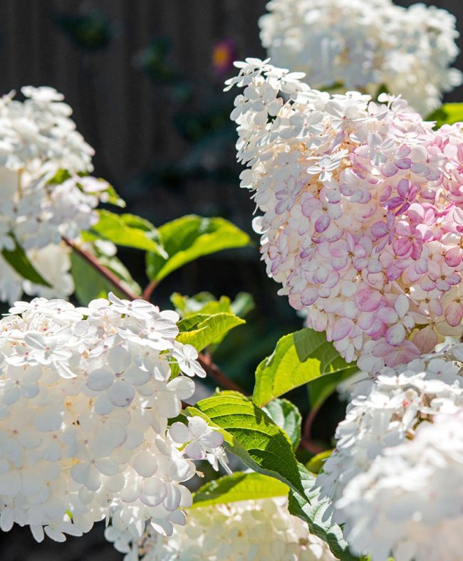 andrea-vytlacil-planting-designdartmoor-devon-hydrangea